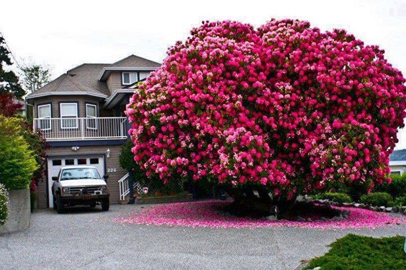 Rhododendron (αζαλέα) - φωτογραφία