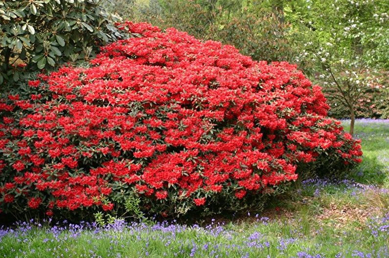 Rhododendron (azalea) - foto