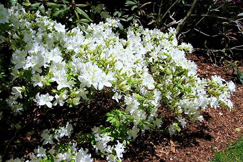 Rhododendron (azalka) - foto