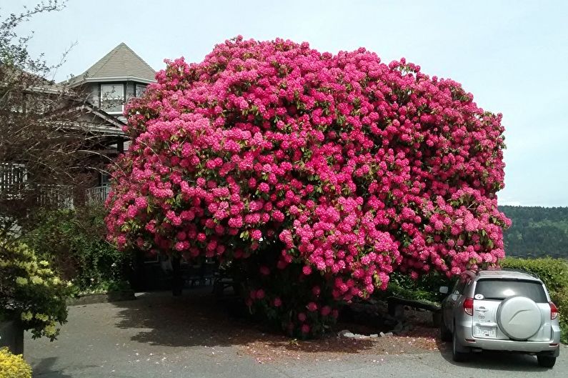Rhododendron (azalka) - foto