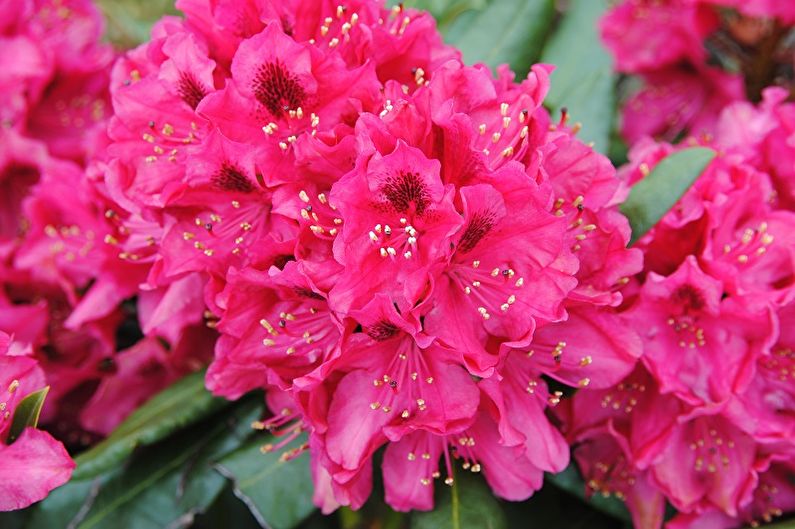 Rododendron (azalia) - zdjęcie