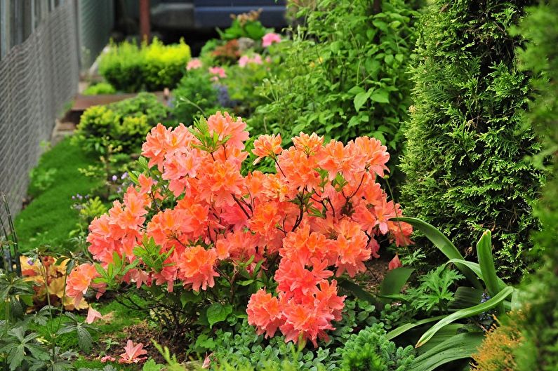 Rhododendron Care - Belysning