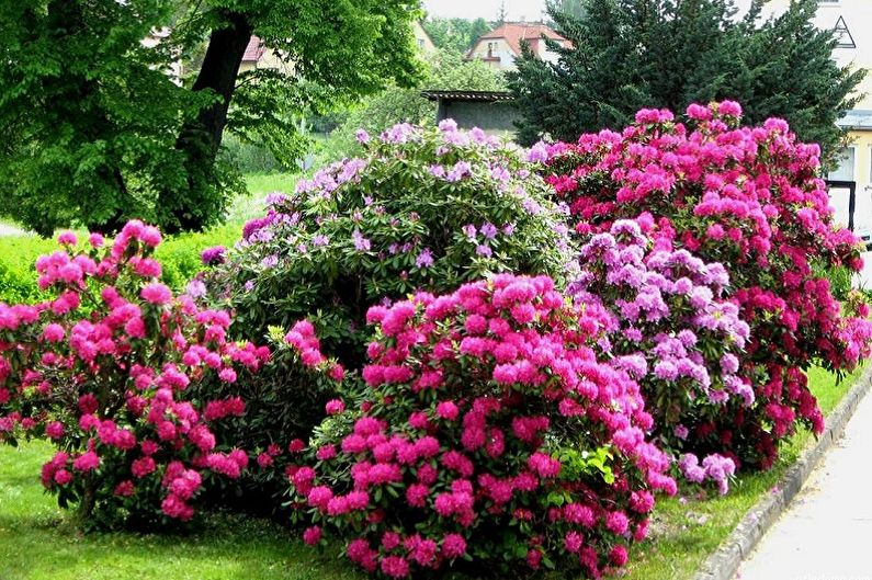 Pielęgnacja rododendronów - podlewanie