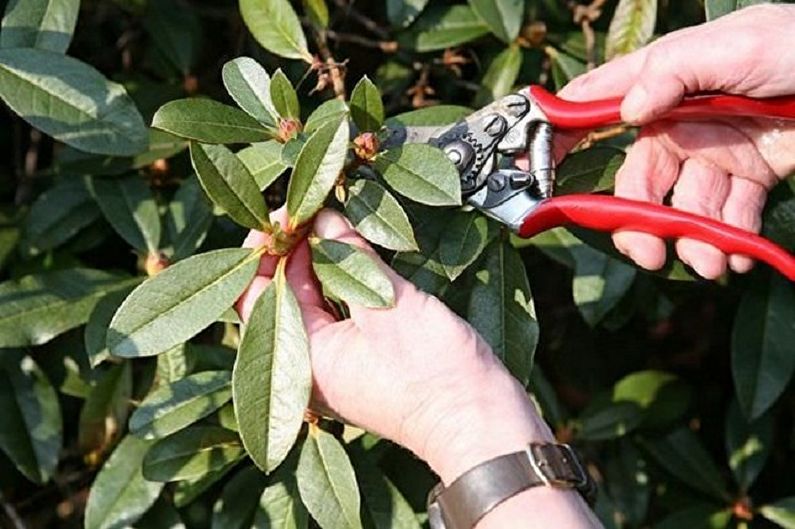 Starostlivosť o rododendron - prerezávanie