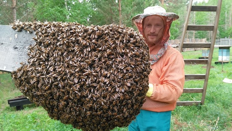 Bienenschwarm erkannt