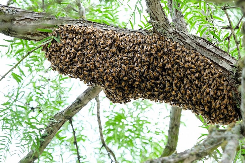 in welchem ​​Monat findet der Bienenschwarm statt