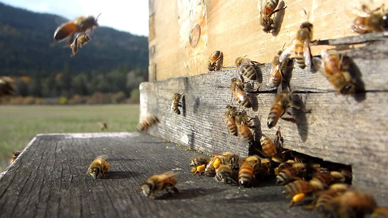 Bienen arbeiten
