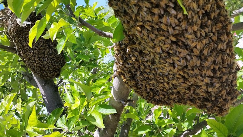 wie man Bienenschwärmen verhindert