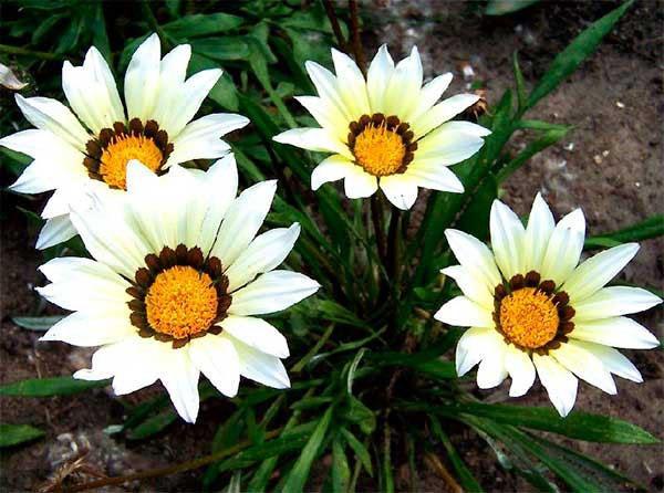 زهور الجازانيا البيضاء
