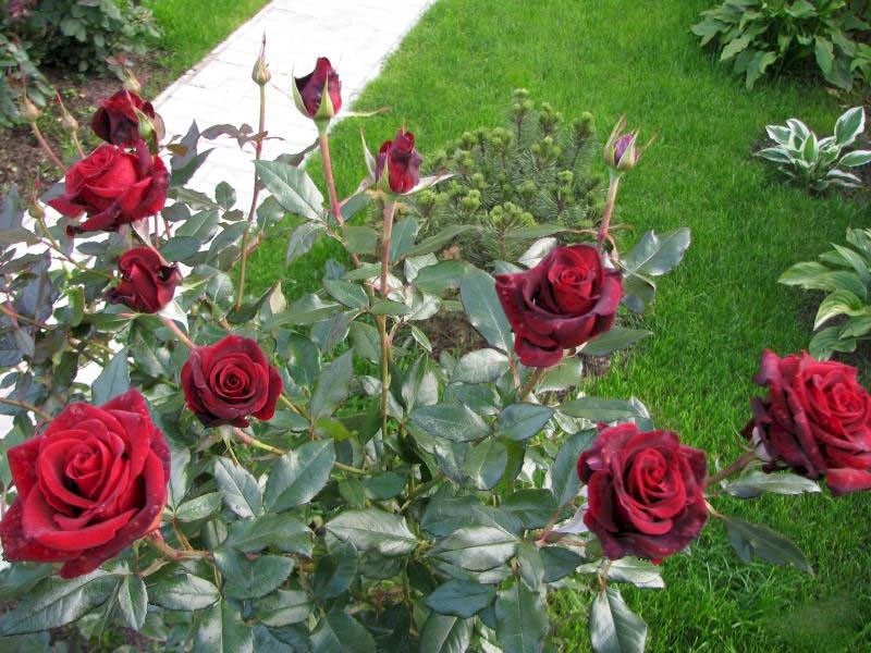 vlastnosti odrůdy Black Magic rose