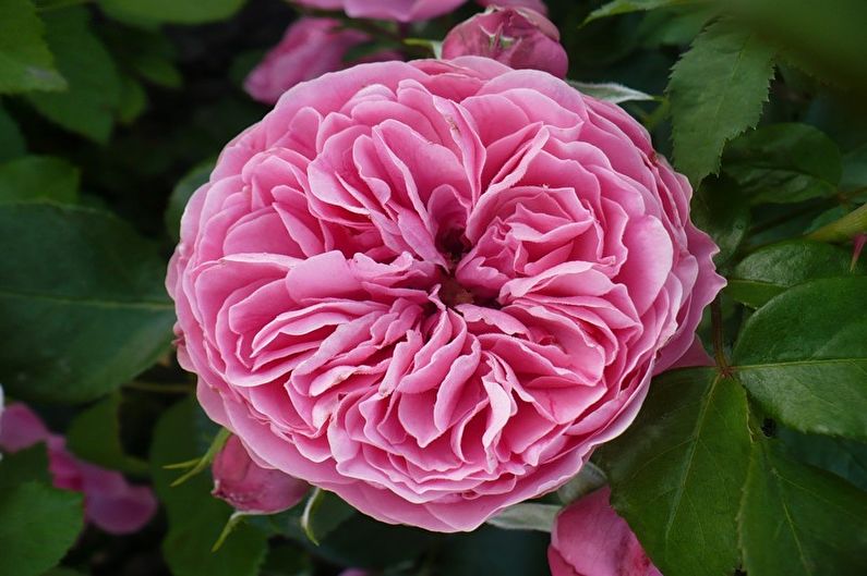 Rose Floribunda - Leonardo da Vinci
