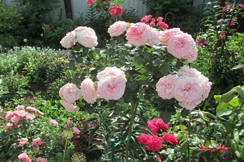 Róża Floribunda - Maria Teresa
