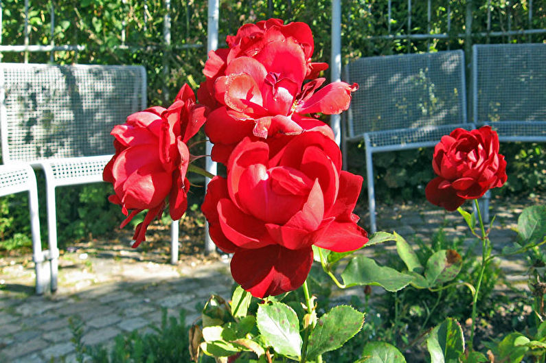 Róża Floribunda - Lilly Marlene