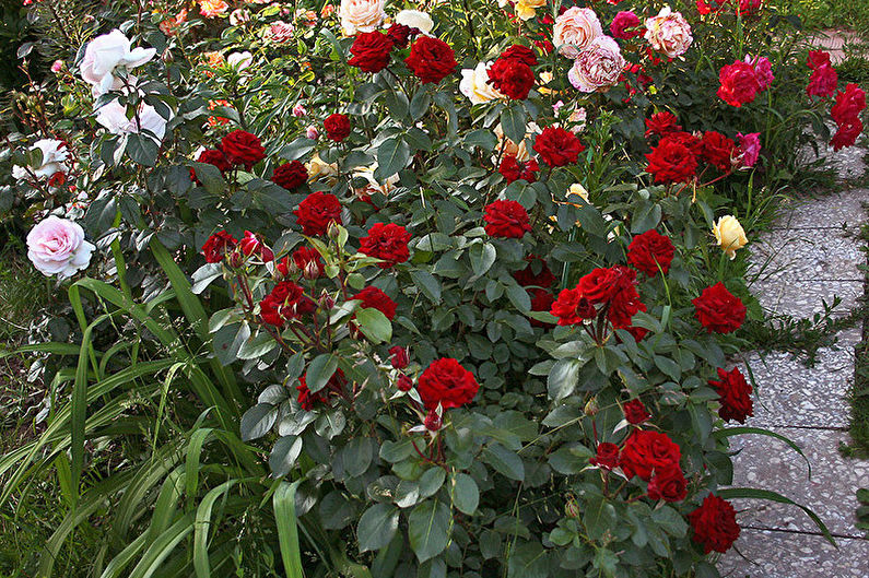Róża Floribunda - Niccolo Paganini