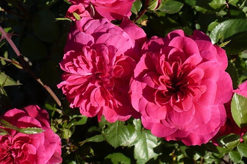 Róża Floribunda - Sangria