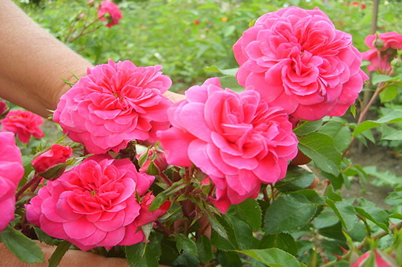 Rose Floribunda - Sangria