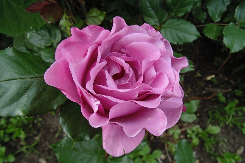Róża Floribunda - Niebieski Bajoo