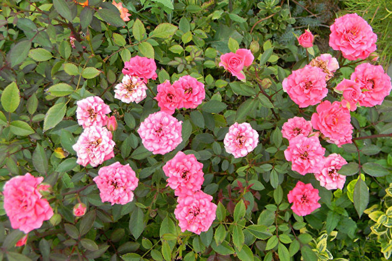 Rose Floribunda - Nye varianter