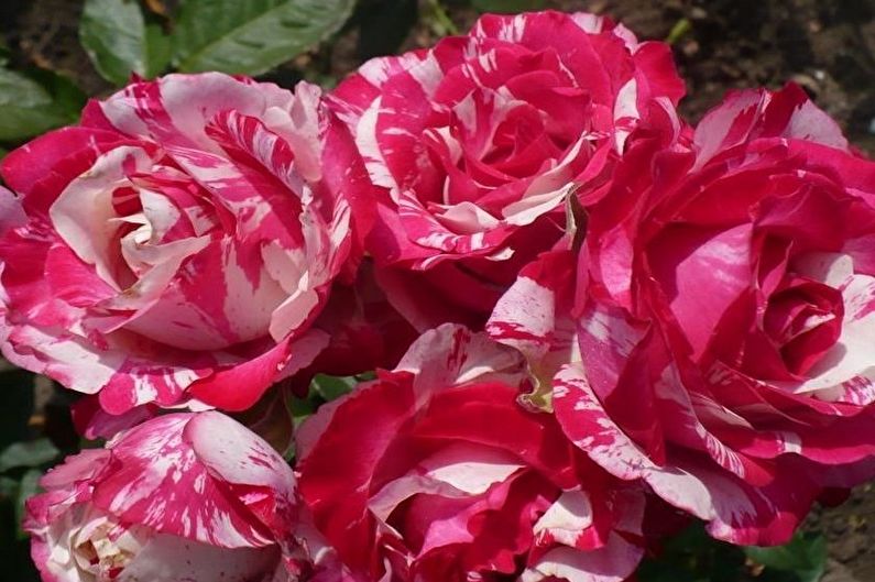 Róża Floribunda - Nowe odmiany