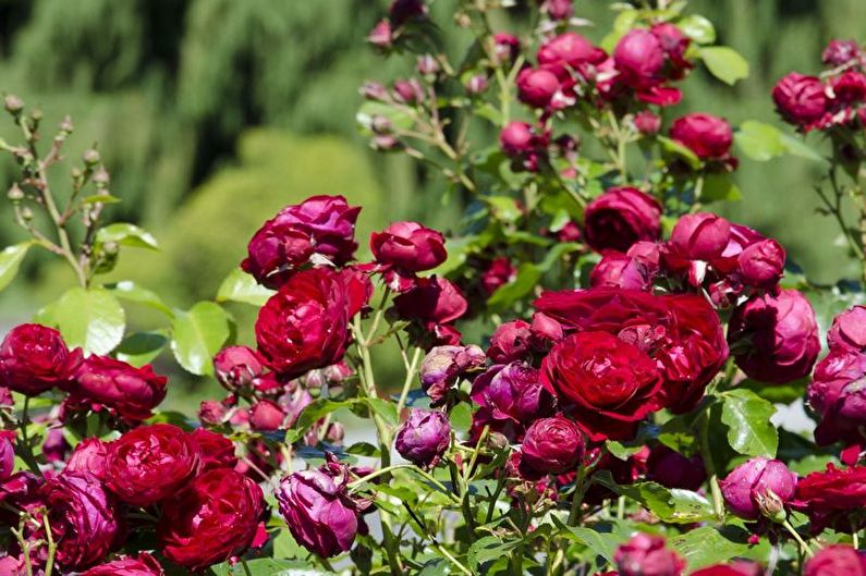 Cuidado de rosas Floribunda