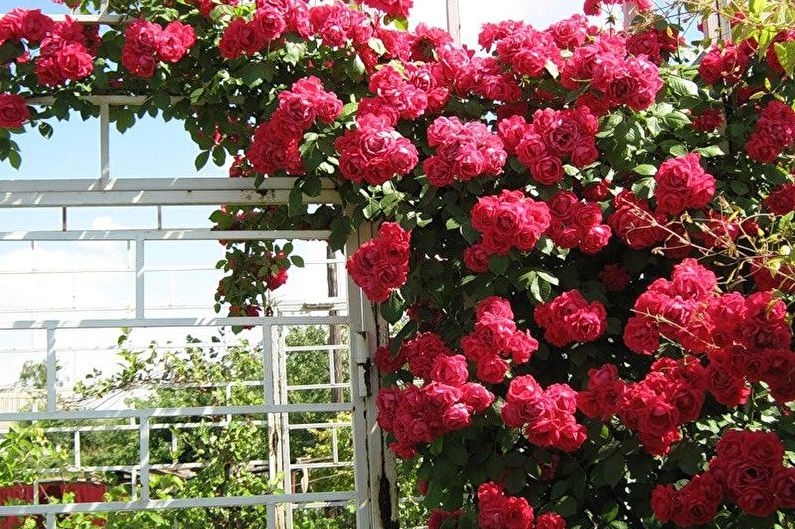 Róża Floribunda - Przeszczep i rozmnażanie