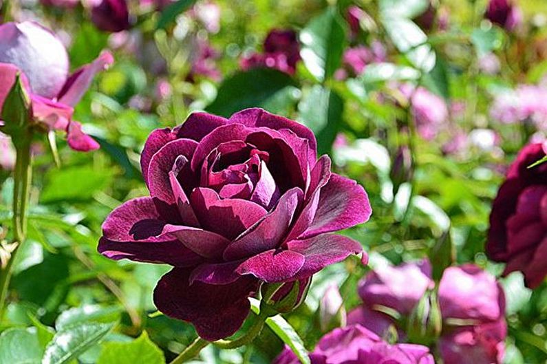 Róża Floribunda - Zwalczanie szkodników i chorób