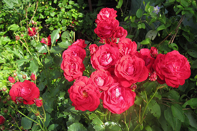 Róża Floribunda - Zwalczanie szkodników i chorób