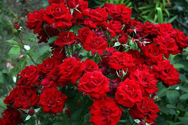 Róża Floribunda - Funkcje ogólne