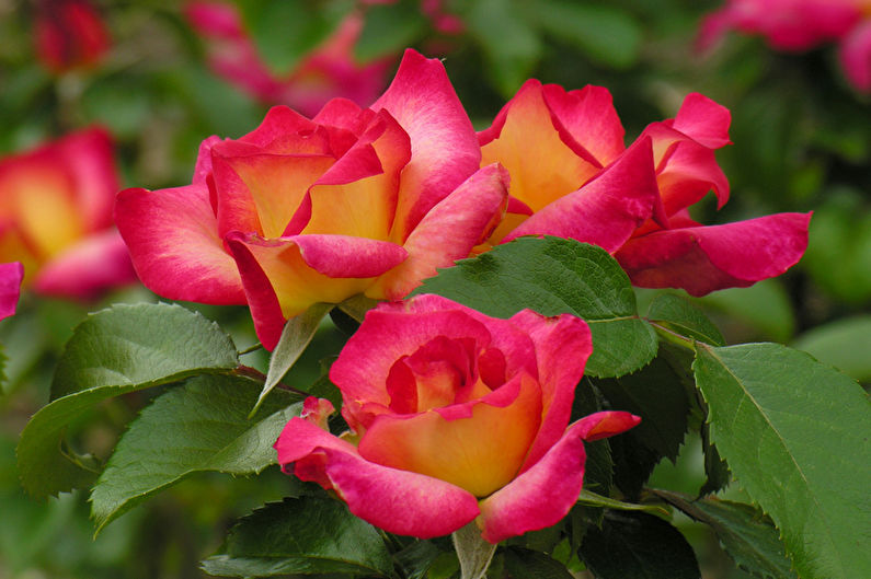 Róża Floribunda - zdjęcie