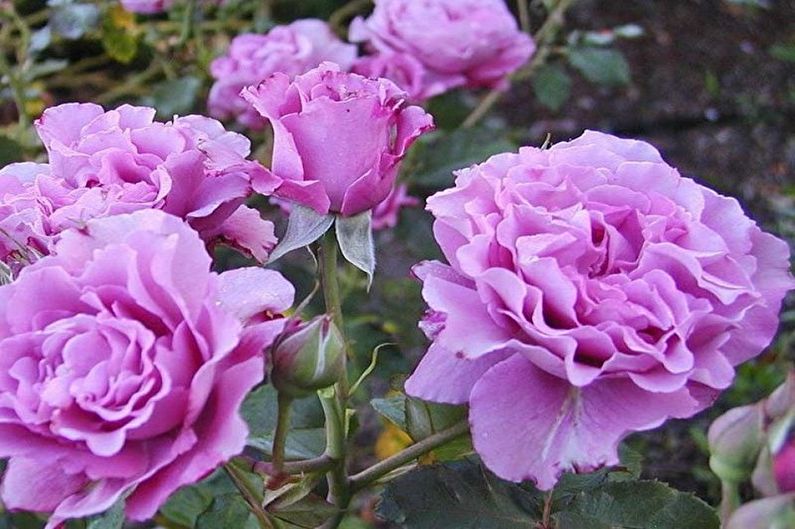 Róża Floribunda - Funkcje ogólne