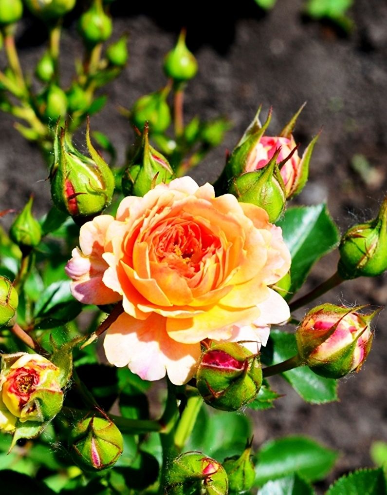 Rose Floribunda - bilde
