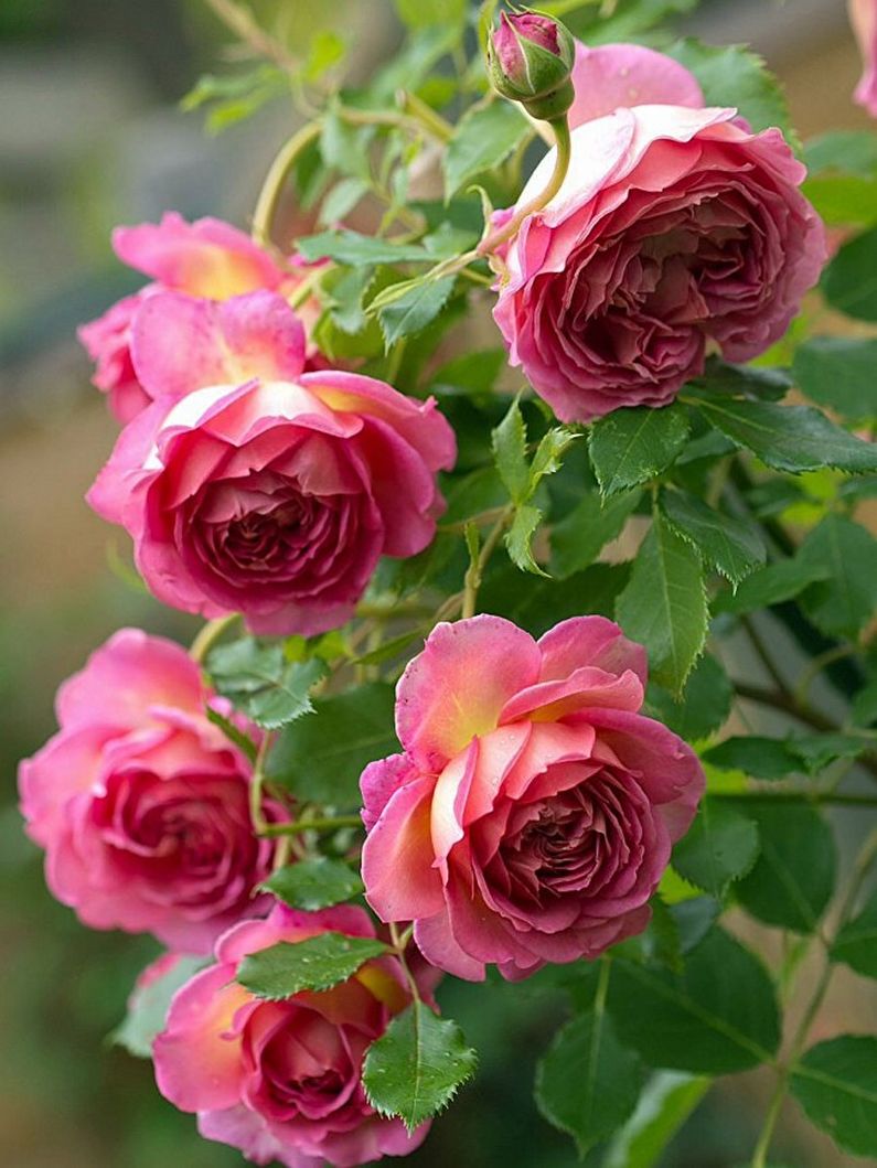 Róża Floribunda - zdjęcie