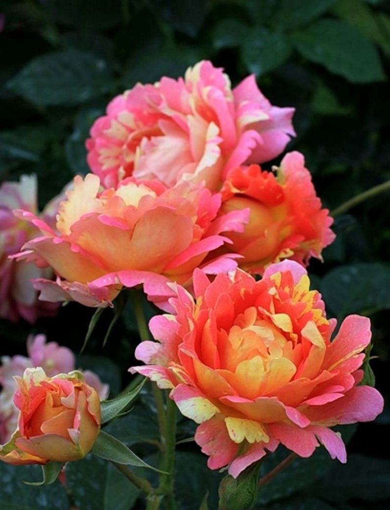 Rose Floribunda - bilde