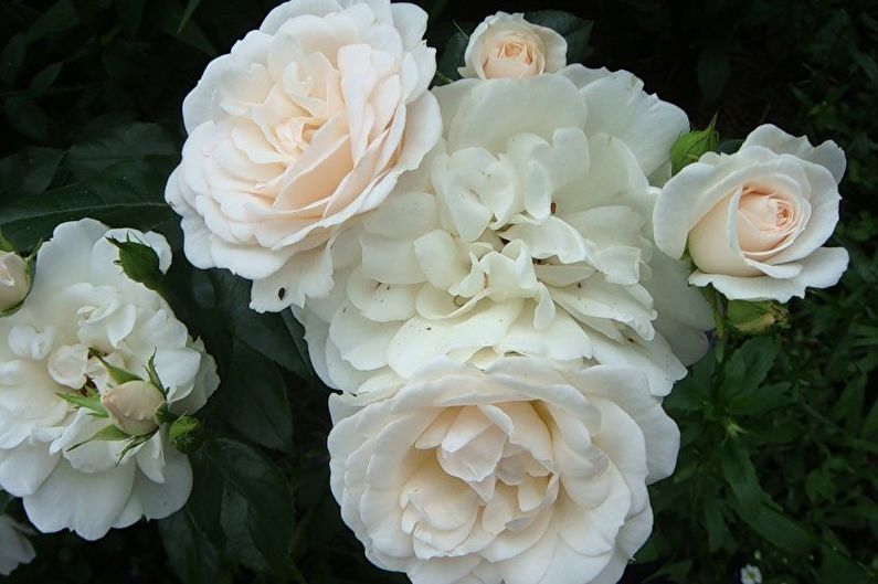 Rose Floribunda - Carte Blanche