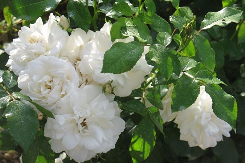 Róża Floribunda - Carte Blanche