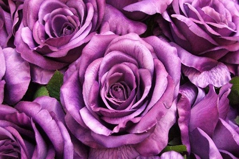 Róża Floribunda - Bluvender