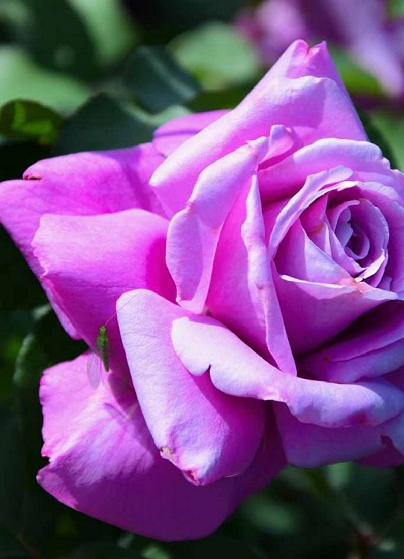 Rose Floribunda - Bluvender