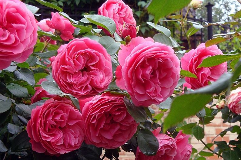 Róża Floribunda - Leonardo da Vinci