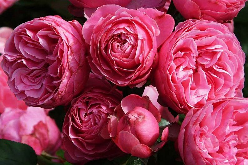 Róża Floribunda (90 zdjęć): rodzaje i pielęgnacja
