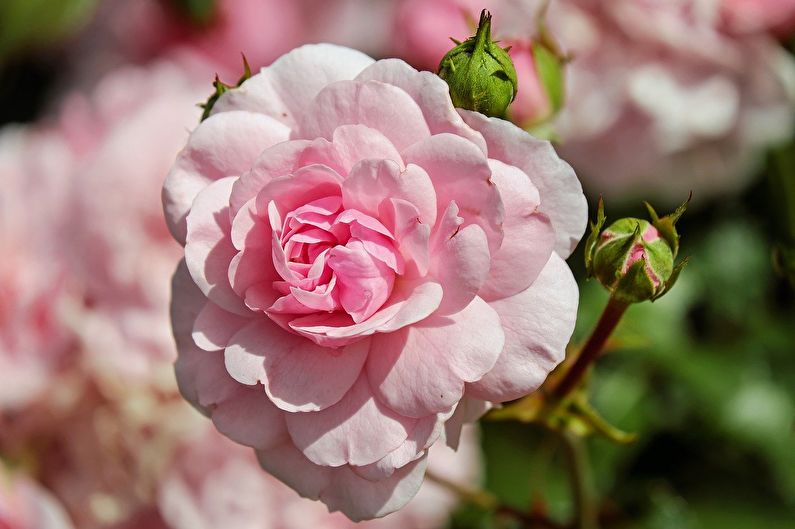 Rosas para jardineiros iniciantes: as variedades mais despretensiosas