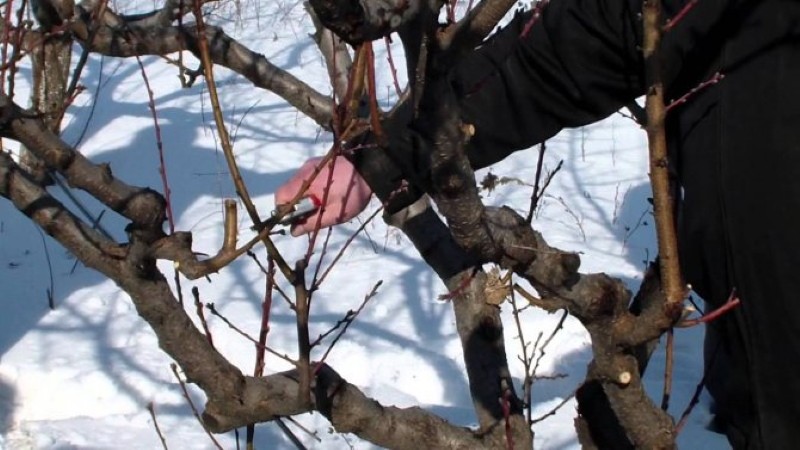 sklizeň jablečných řízků pro roubování na jaře