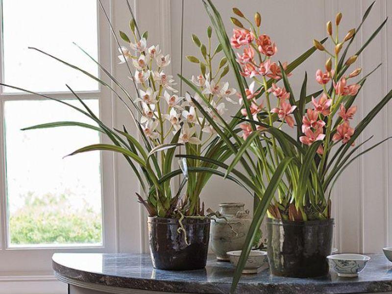 رعاية الأوركيد cymbidium في المنزل للنبات