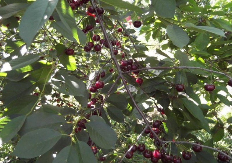 černé korkové třešně plusy a minusy odrůd