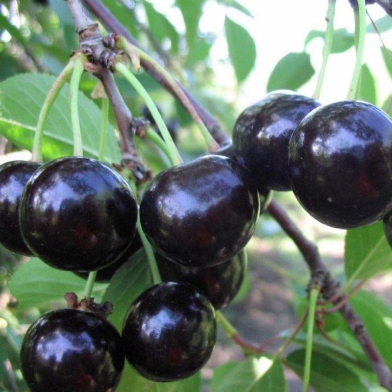 popis odrůdy třešně černé