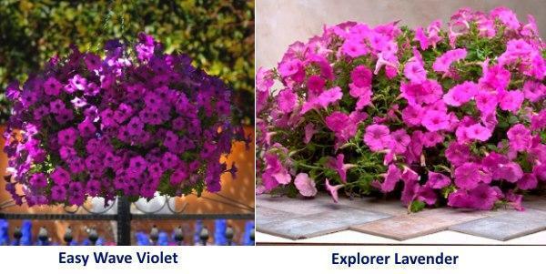 Petunia Easy Wave Violet a Explorer Lavender
