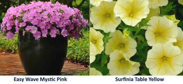 Odrůda Petunia Easy Wave Mystic Pink a Surfinia Table Yellow