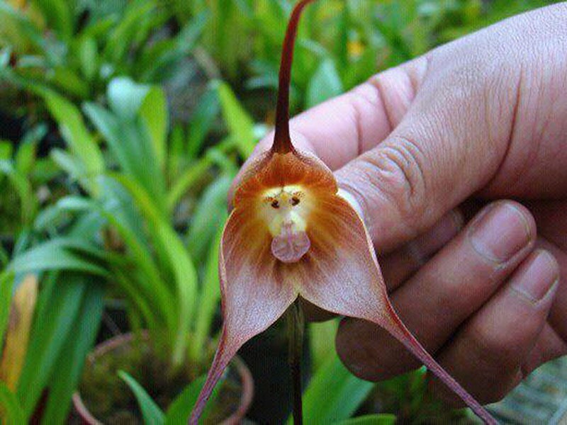 dracula orchidej