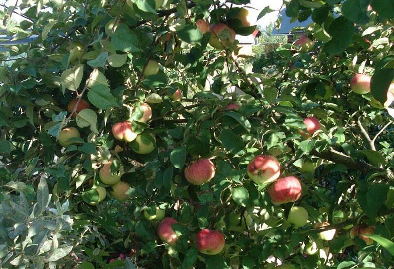 شجرة التفاح متنوعة الغلة أورلوفيم