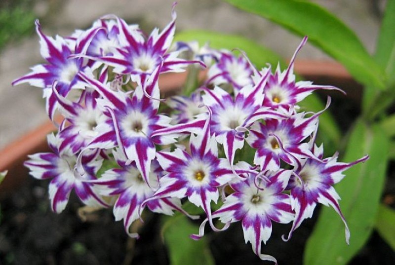 kvetoucí roční phlox