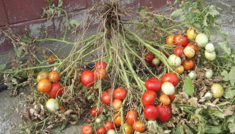 Vor- und Nachteile von Tomate Mongolischer Zwerg
